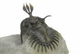 Short Trident Walliserops Trilobite - Timrzit, Morocco #275309-4